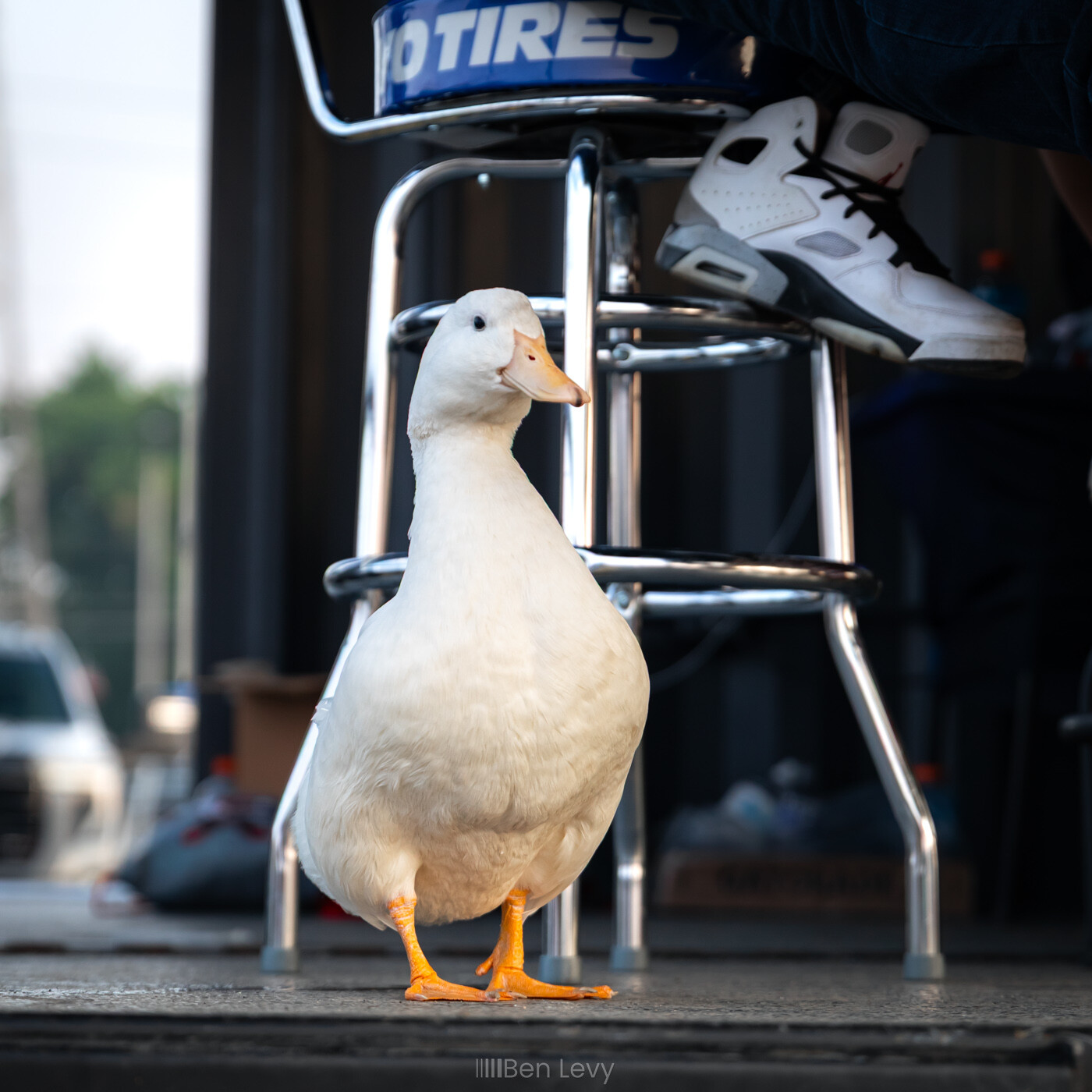 A White Duck Watches the Drifting at FuelFest Chicago 2026