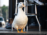 A White Duck Watches the Drifting at FuelFest Chicago 2026