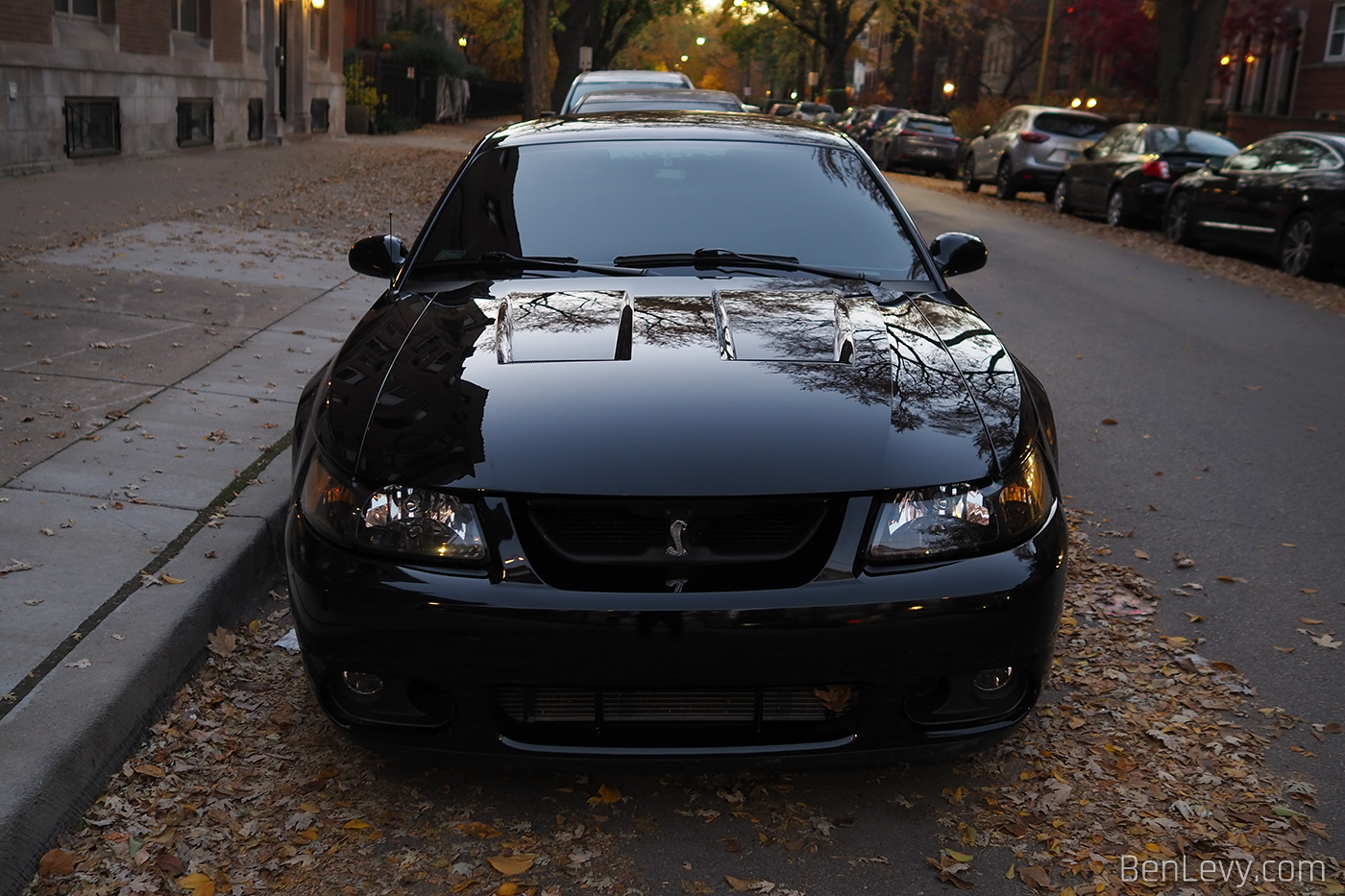 Black Ford Mustang Cobra Terminator - BenLevy.com