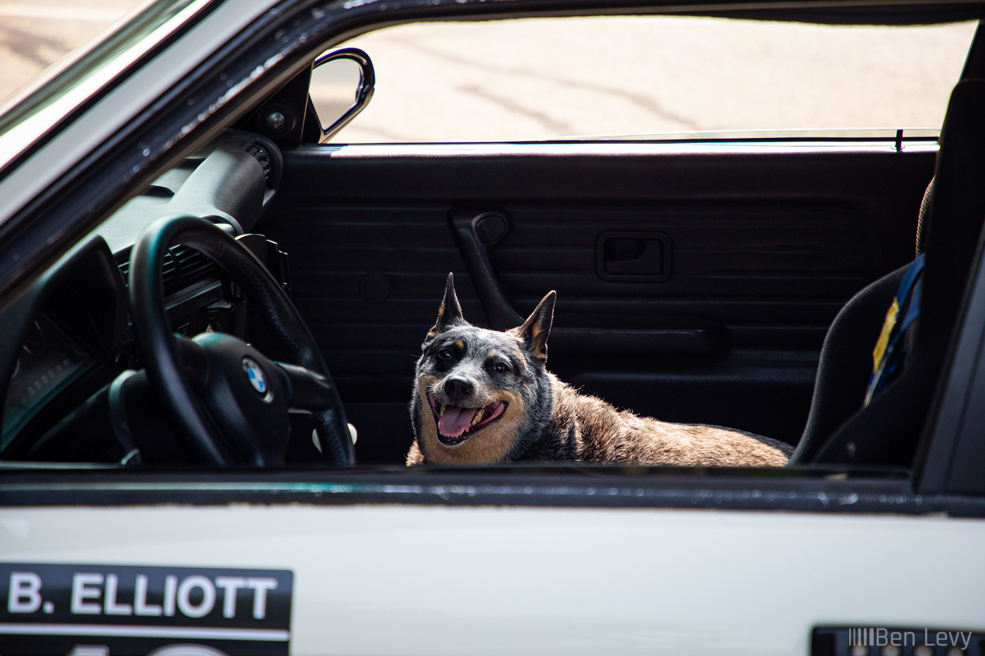 Dog in E30 BMW