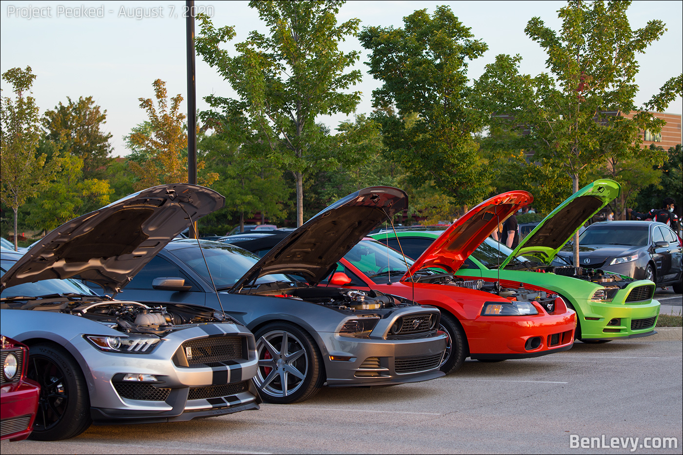 Ford Mustangs with the hoods open