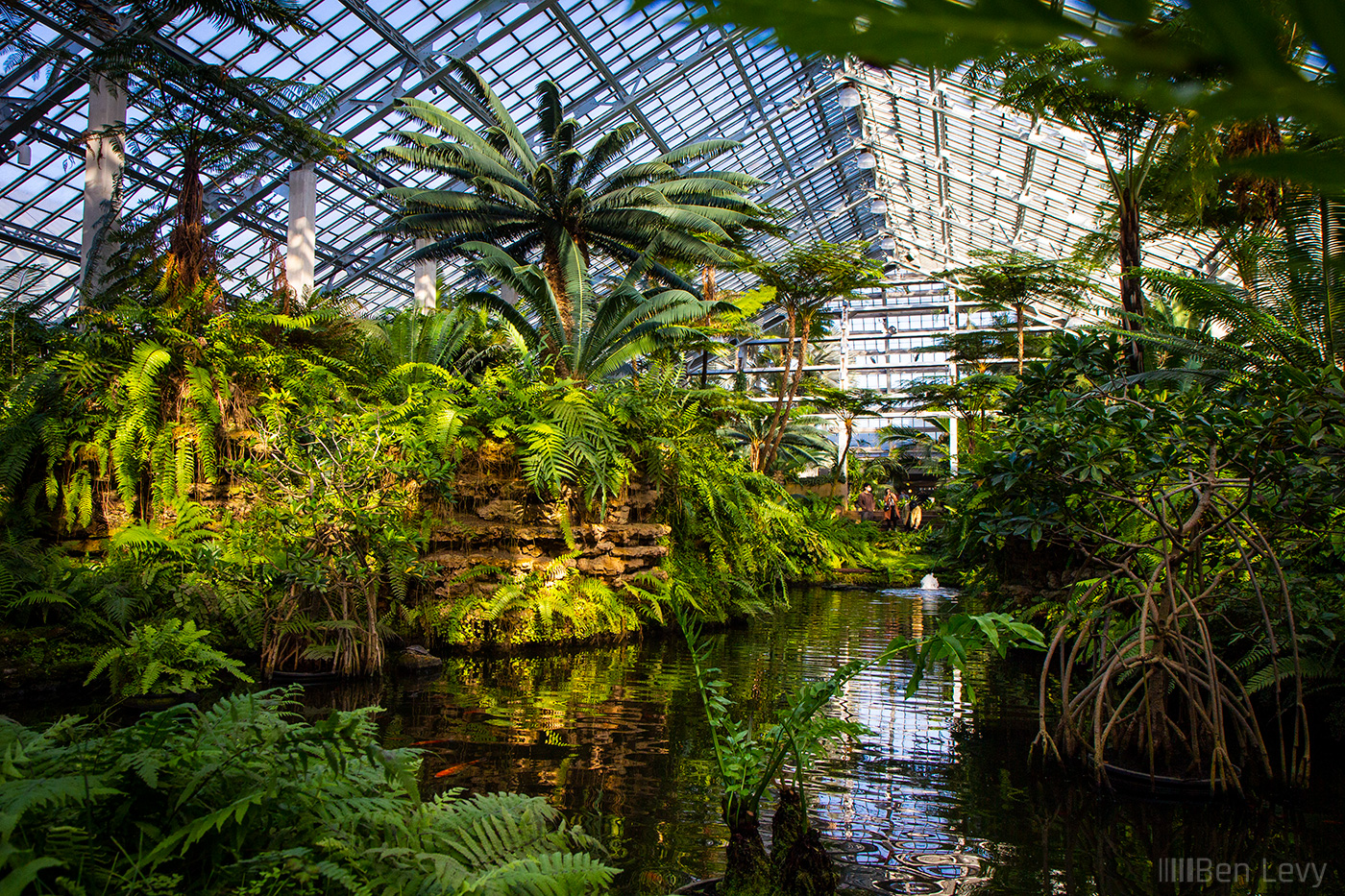 The Fern Room at Garfield Park Conservatory
