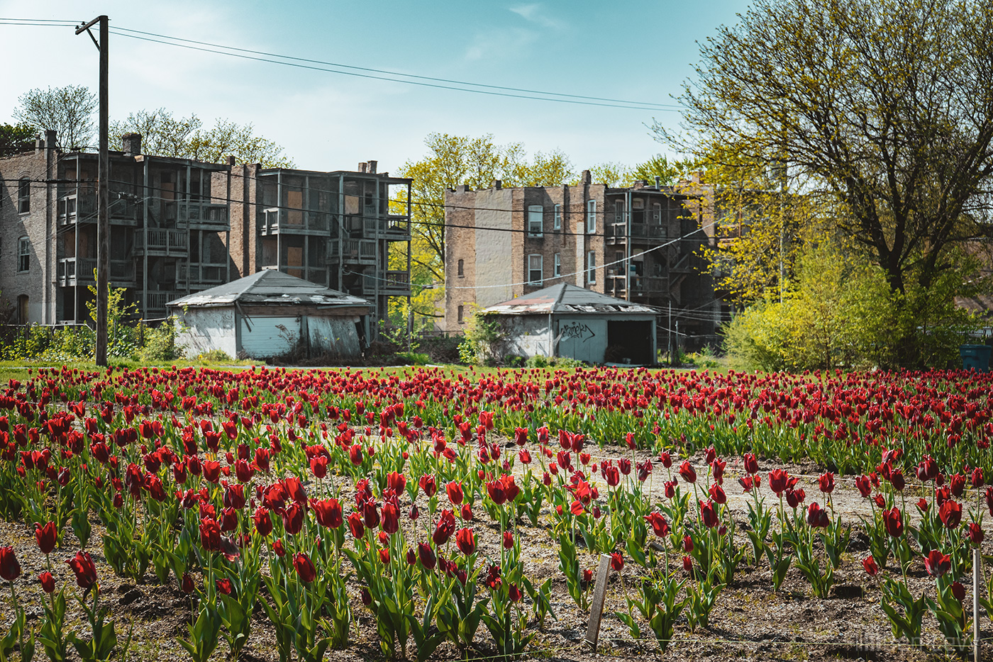 Red Tulips at a vacant lot in Washington Park in Chicago