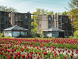 Red Tulips at a vacant lot in Washington Park in Chicago