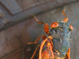 Cicada on a Tire