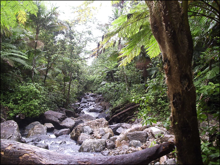 Rainforest in Puerto Rico